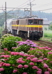 紫陽花と三岐貨物