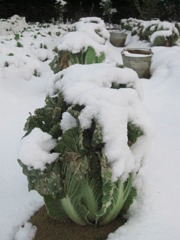 ２０１０正月