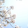 境内の桜