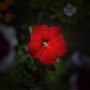 紅い花