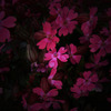 vivit flower