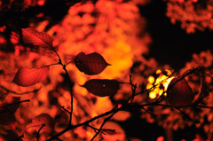 紅葉色に燃える