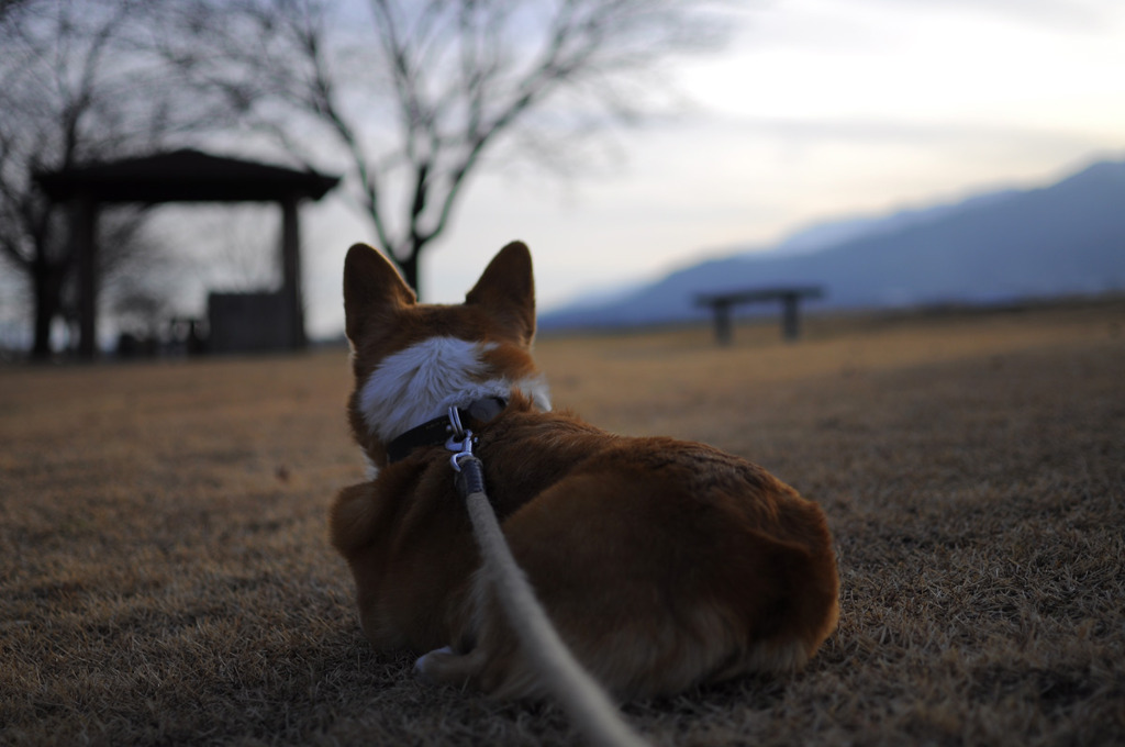 夕方のたそがれ