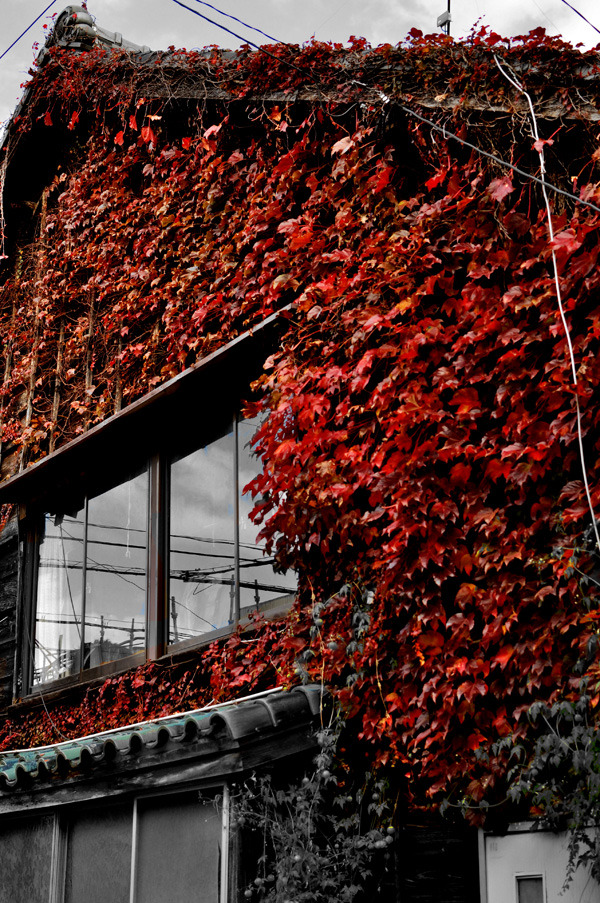 MOMIJI HOUSE
