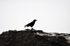 crow