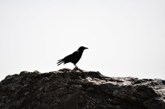 crow