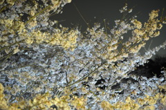 夜桜の海