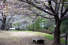 桜のベンチ