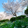 陽光の桜坂