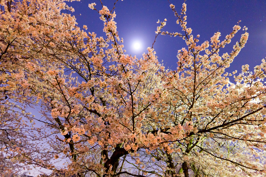 夜桜
