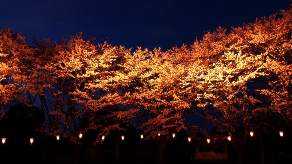 桜祭