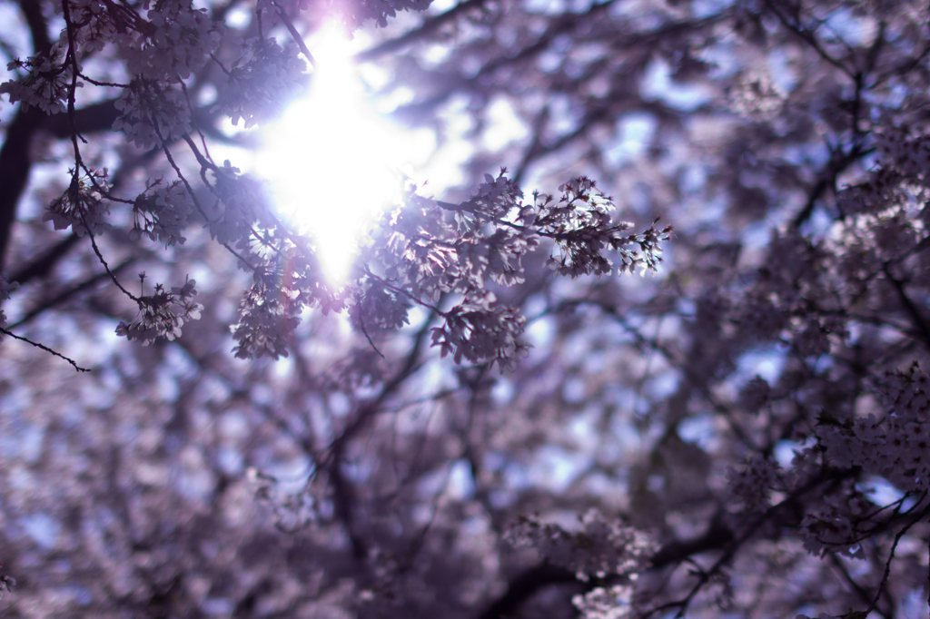 硝子桜