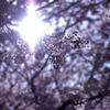 硝子桜