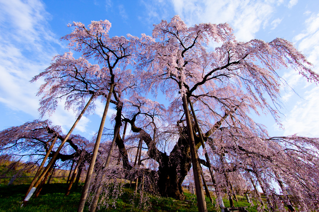 滝桜