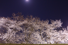 月下桜