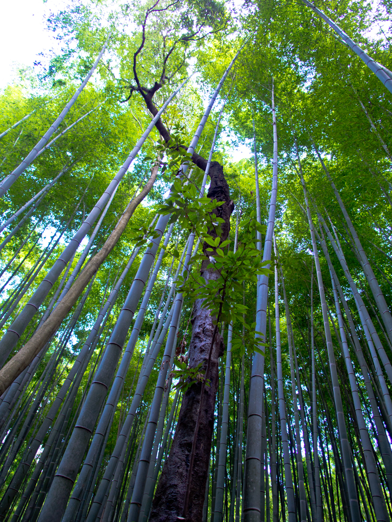 嵐山竹林