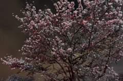 桜−暗−