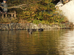 石神井公園の黒鳥