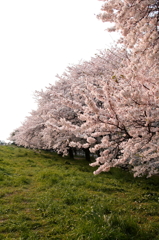 桜並木