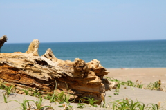 それでも、海を見ていたい
