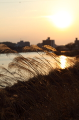 夕風になびく