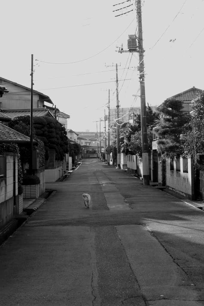 散歩道