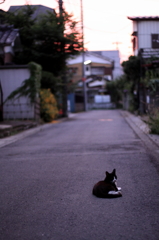 猫のいるまち