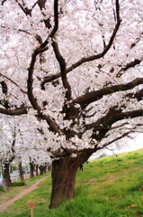 桜色に灯る