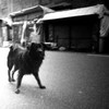 20061265
