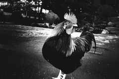 R0012973
