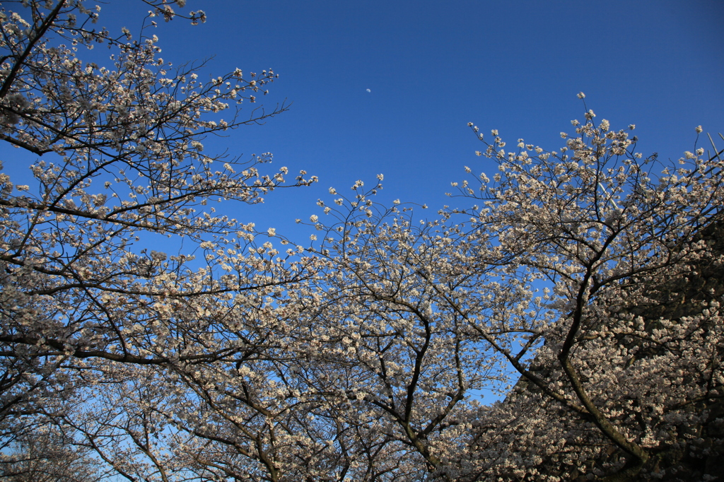 舞鶴公園
