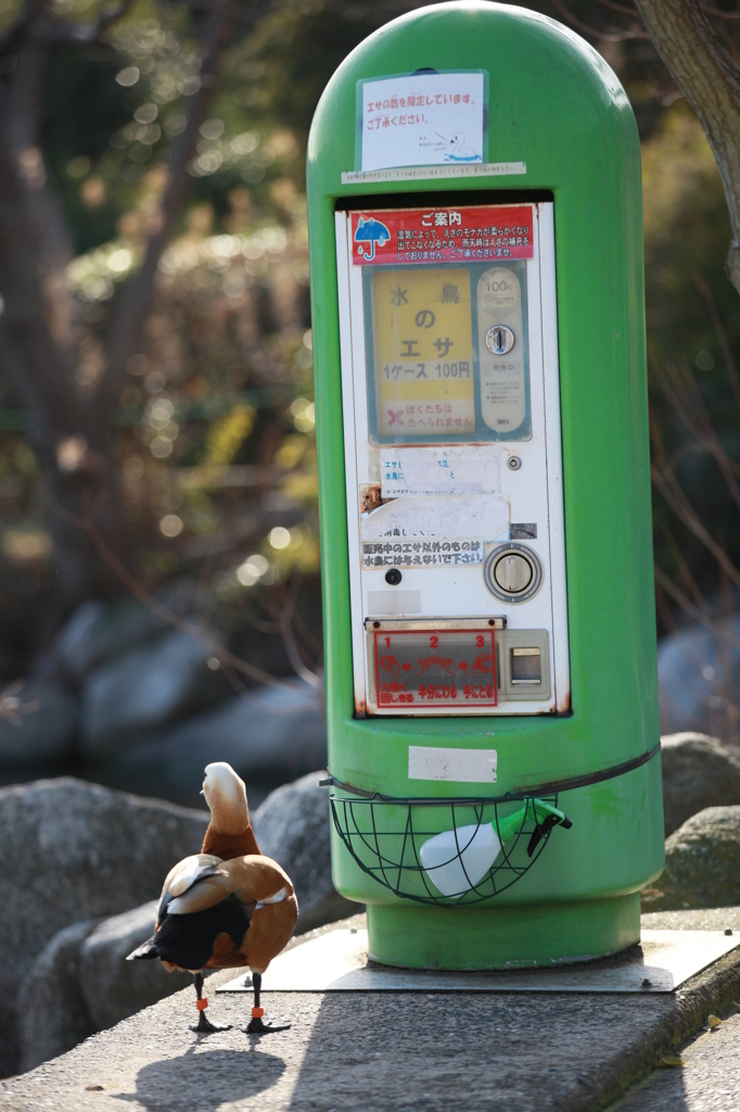 自販機の前で