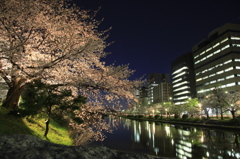 夜景に光る桜