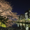 夜景に光る桜