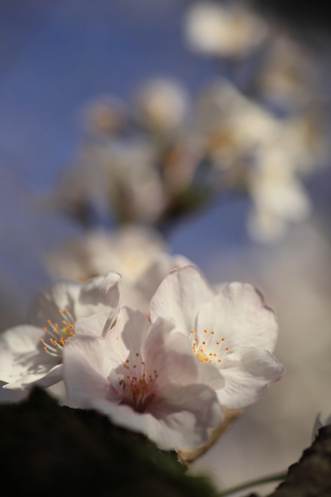 桜の整列