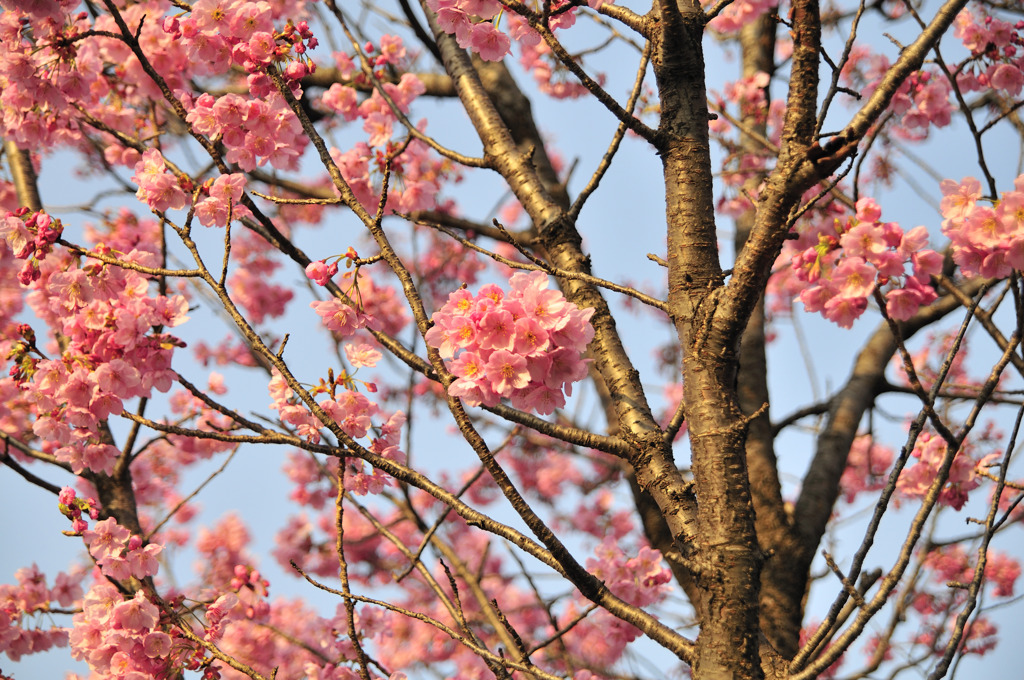 桜（皇居周辺）