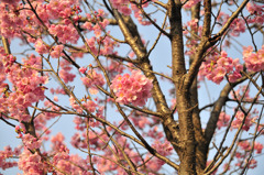 桜（皇居周辺）