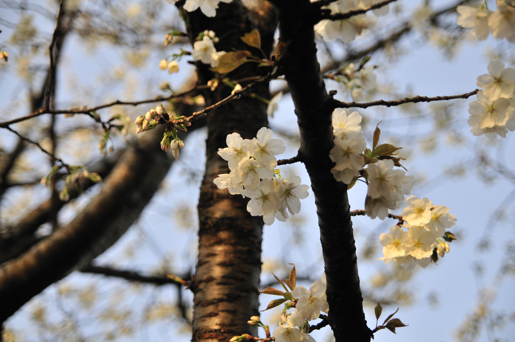 桜（皇居周辺）
