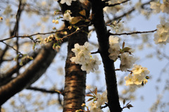 桜（皇居周辺）