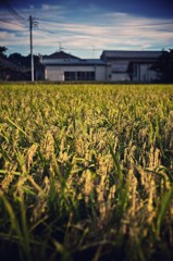 収穫が近い