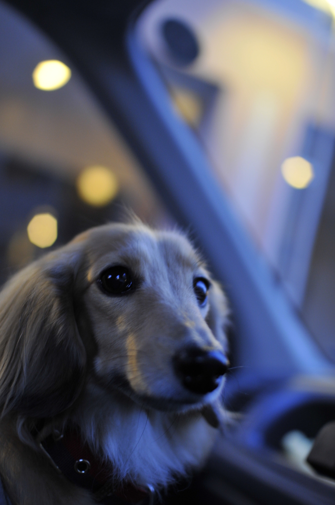 黄昏犬
