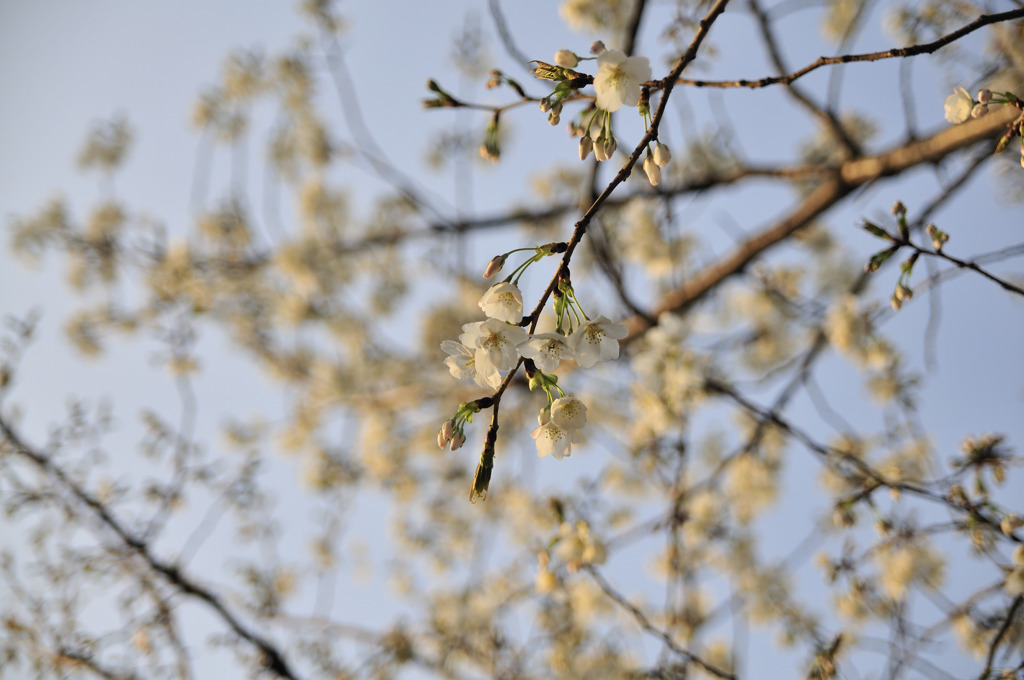 桜（皇居周辺）