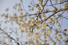 桜（皇居周辺）