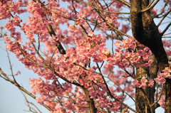 桜（皇居周辺）