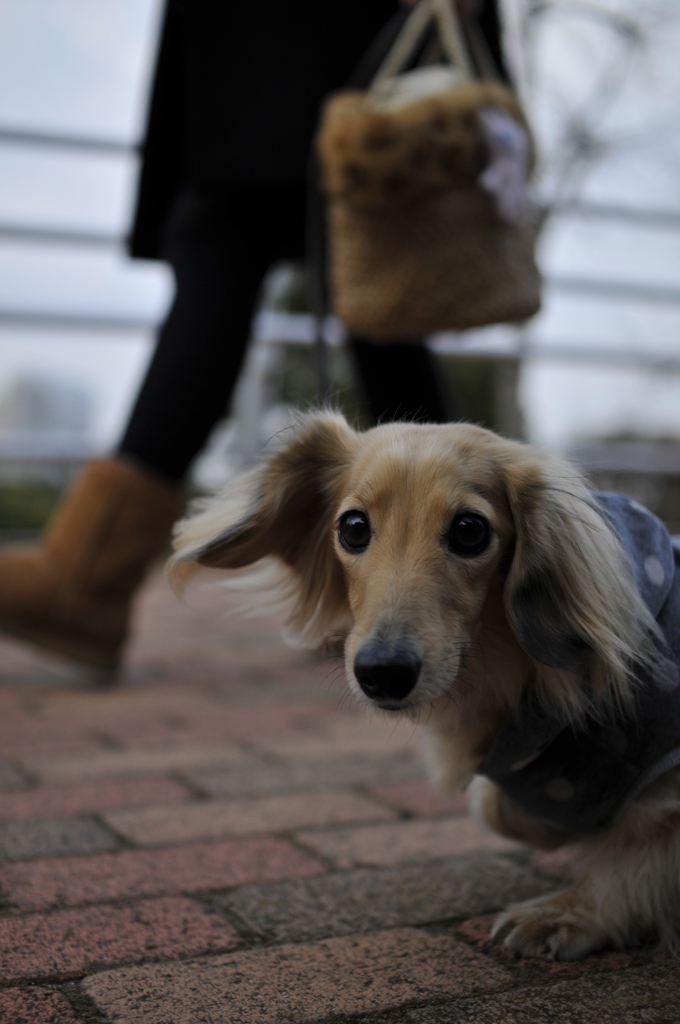 犬目線