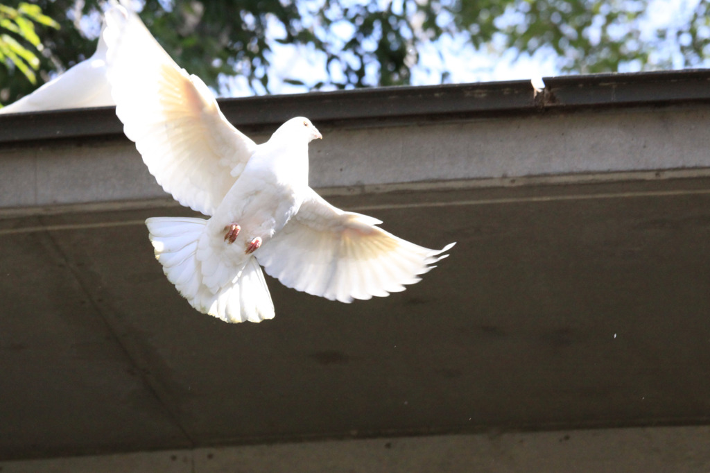 白鳩の飛翔
