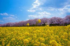 桜、菜の花、青空の三重奏