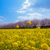 桜、菜の花、青空の三重奏