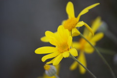冬に咲く花