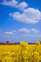 菜の花と白い雲